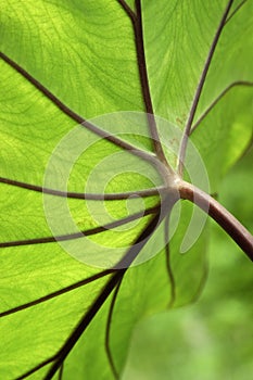 Leaf close up