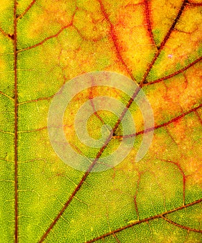 Leaf close up