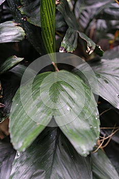 Leaf close up from chamaedorea ernesti augusti arecaceae from mexico and guetemala