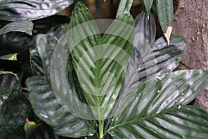 Leaf close up from chamaedorea ernesti augusti arecaceae from mexico and guetemala