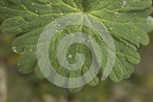 Leaf close up of Geranium molle
