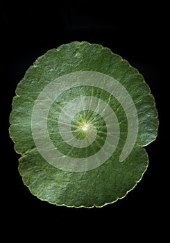 Leaf close-up showing its defensive thorns an spikes for protection from animals and insets wanting to feed on the fleshy part of