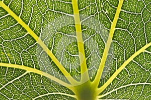 Leaf close up showing veins
