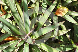 Leaf Closeup