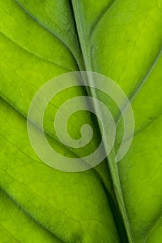 Leaf closeup