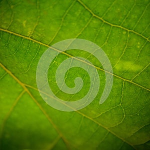 Leaf Closeup