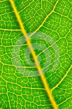 Leaf closeup