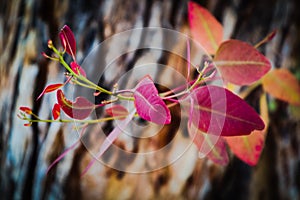 Leaf closeup with abstract angles