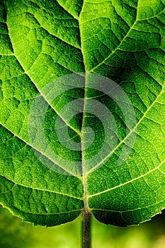 Leaf closeup