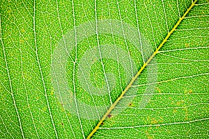 Leaf closeup, Light fresh green background,