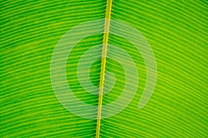 Leaf closeup, Light fresh green background,