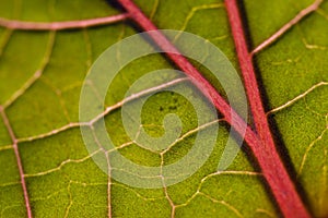 Leaf closeup macro