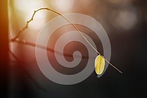 Leaf closeup nature view on blurred greenery background in the garden with copy space using as background green plants natural