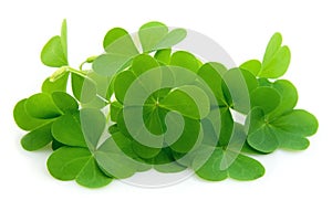 Leaf clover photo