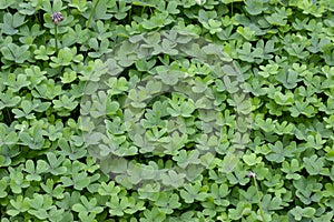 Leaf Clover background