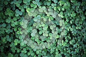 Leaf clover backgrounds ,walpapper