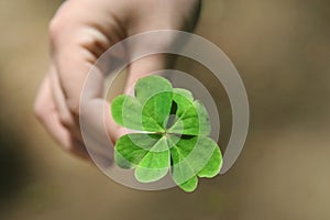 4 Leaf clover in hand photo