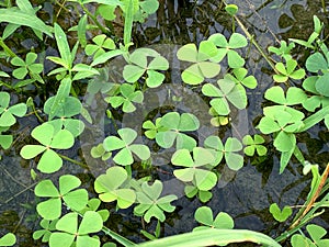 leaf clover in water