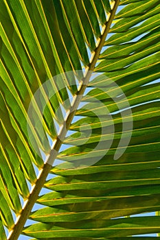 Leaf of coconut palm tree