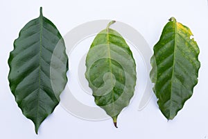 Leaf Coffee Compare.