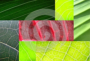 Leaf collage green