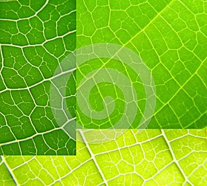 Leaf collage green