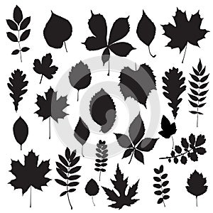 Leaf collection - silhouette