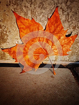 Leaf coloured in autumm