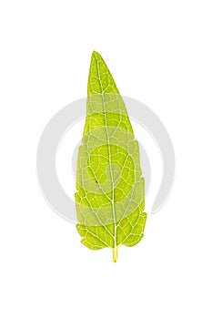Leaf of Common Skullcap isolated on white