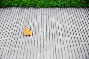 Leaf on concrete floor with green grass on background. Autumn begining.