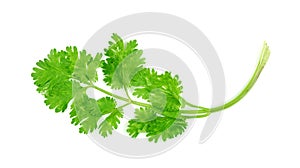 Leaf Coriander or Cilantro isolated on white background ,Green leaves pattern photo