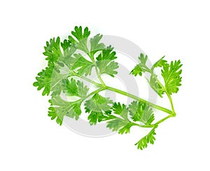 Leaf Coriander or Cilantro isolated on white background ,Green leaves pattern