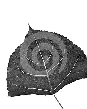 Leaf of Cottonwood in black and white on white background