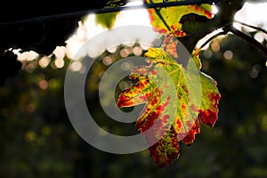 Leaf photo