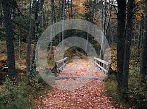 Leaf Covered Bridge photo