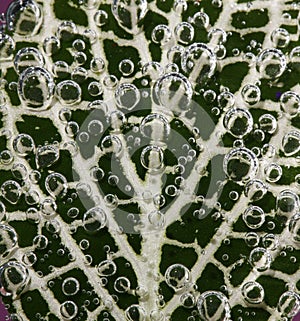 Leaf covered with bubbles