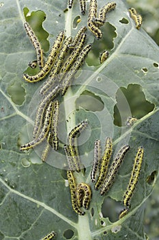 leaf covered with caterpillas pest