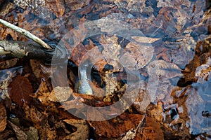 Leaf Covered Dead Fish in Water