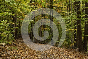 Leaf covered footpath in autumn woods