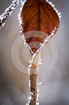 Leaf covered with hoarfrost