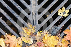Leaf covered metal grate