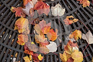 Leaf covered metal grate