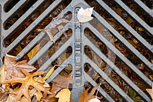 Leaf covered metal grate