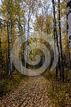 Leaf Covered Path