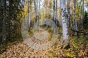 Leaf Covered Path