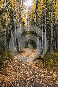 Leaf Covered Path