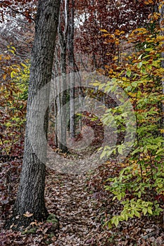 Leaf Covered Path in Colorful Textured Autumn Forest