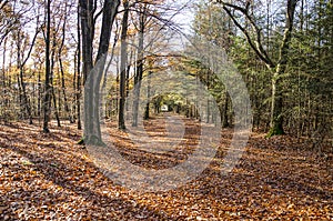 Leaf-covered path in a forest