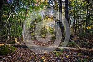 Leaf Covered Path in Forest with Fallen Logs