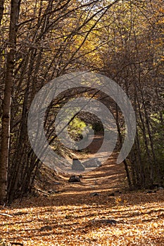 Leaf covered path under the trees